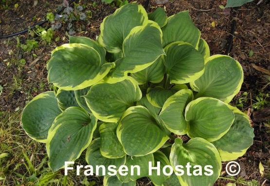 Hosta Bailey's Cream